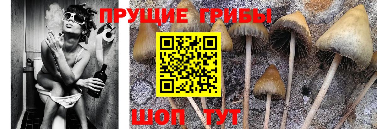 Галлюциногенные грибы Psilocybe Губкинский